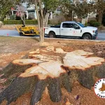 100+ year old stump Atlanta GA