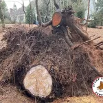 Uprooted Stump and Storm Stump Johns Creek