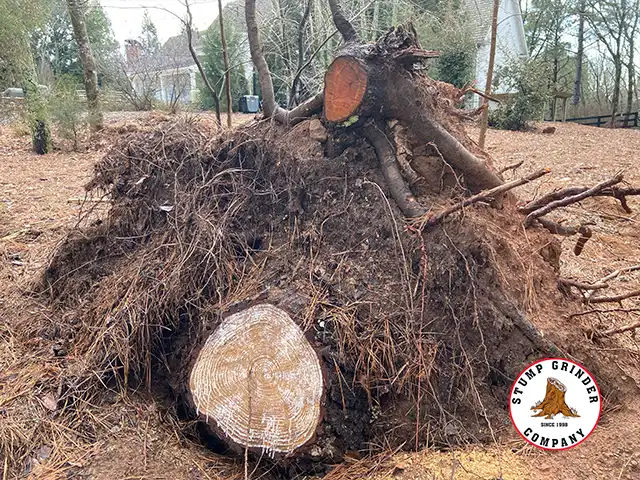 Uprooted Stump and Storm Stump Johns Creek