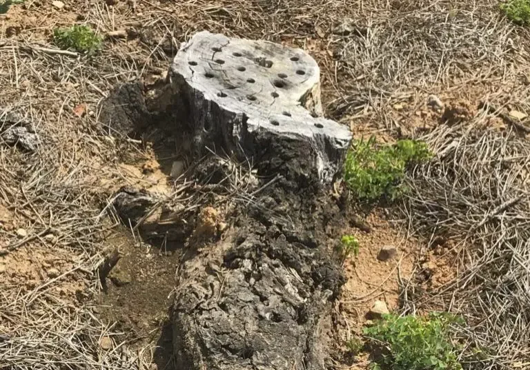 Chemical Stump Removal